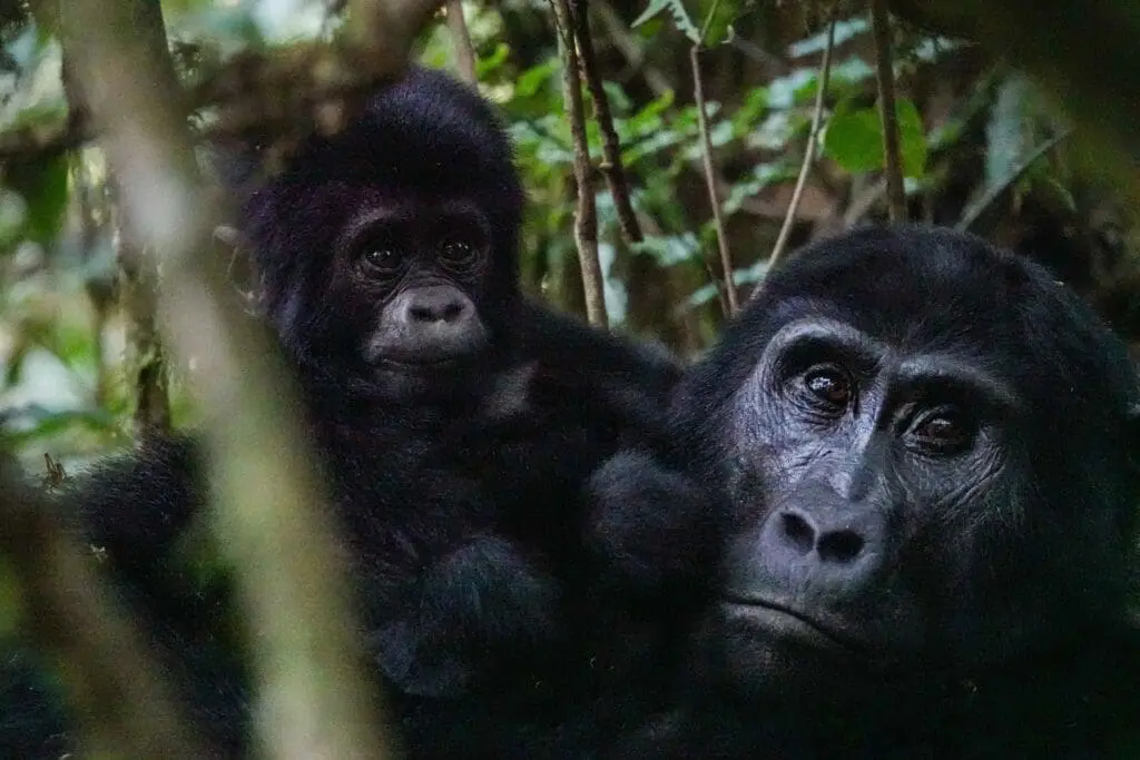 bébé et parent gorille ouganda