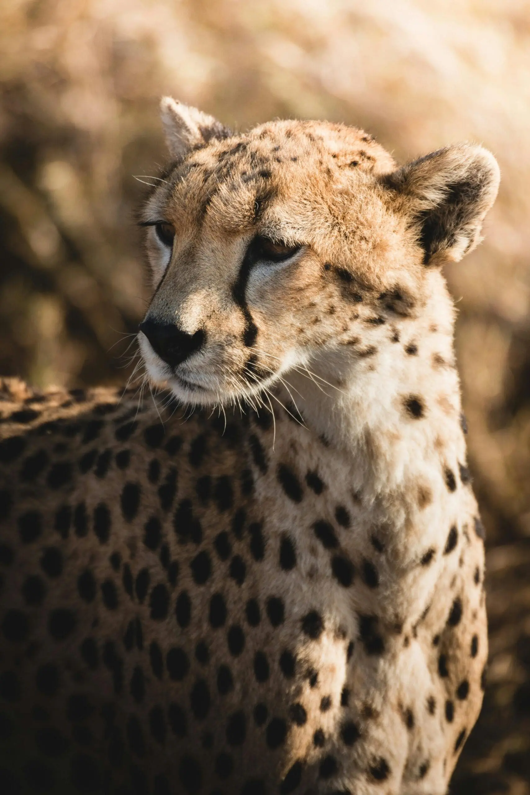 Voyage en Tanzanie