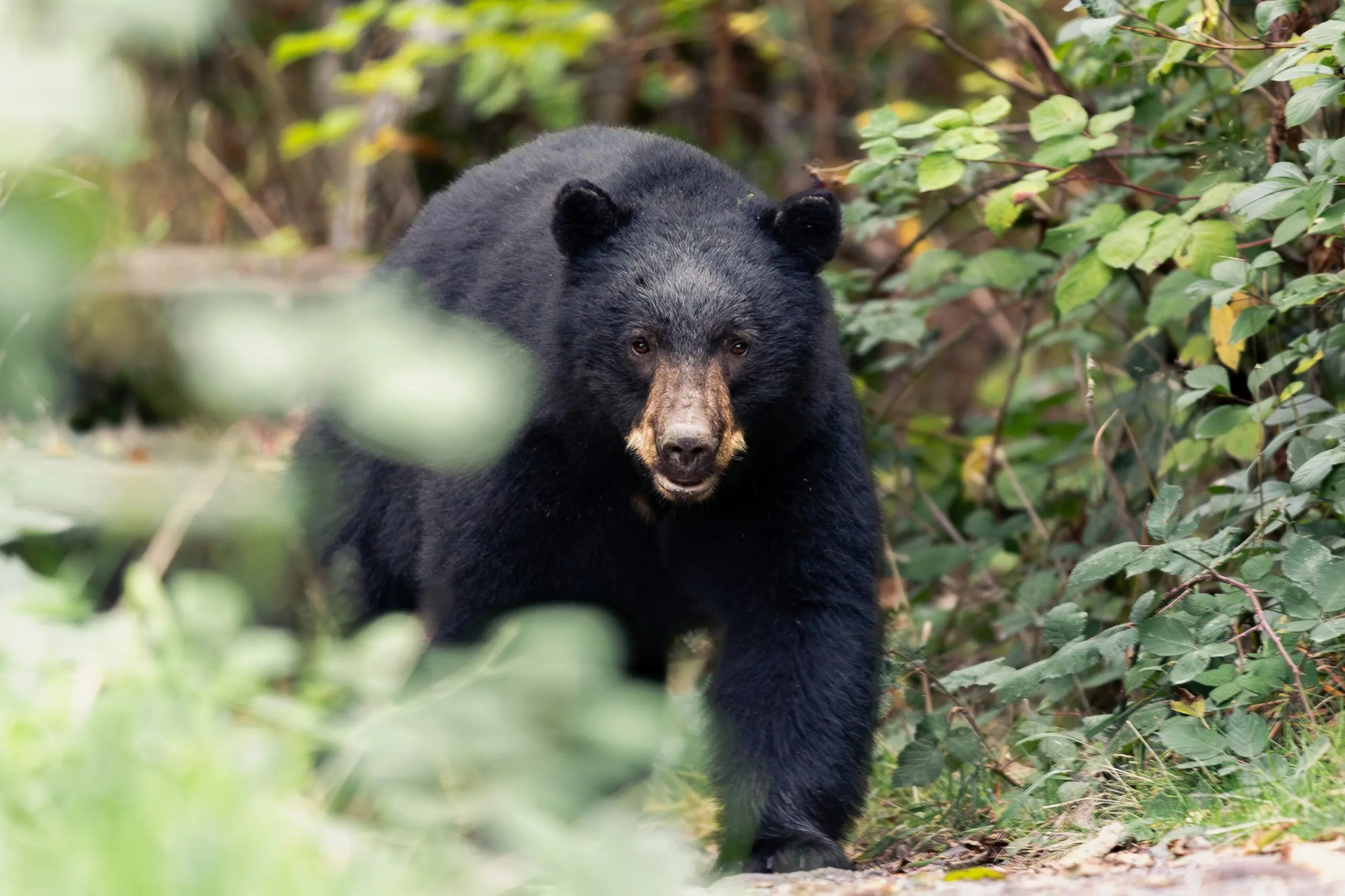 Ours noir Canada