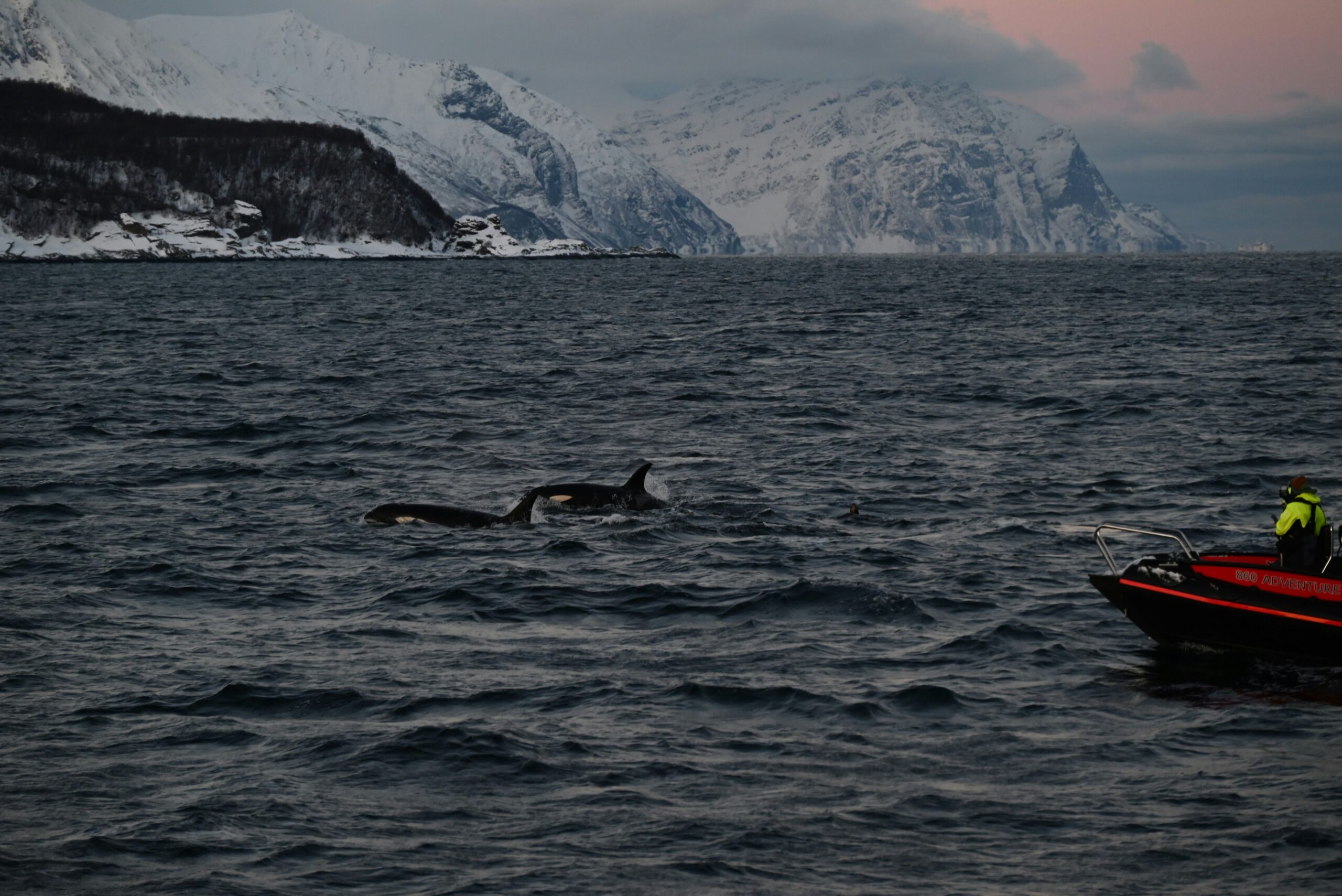 orques mer norvège