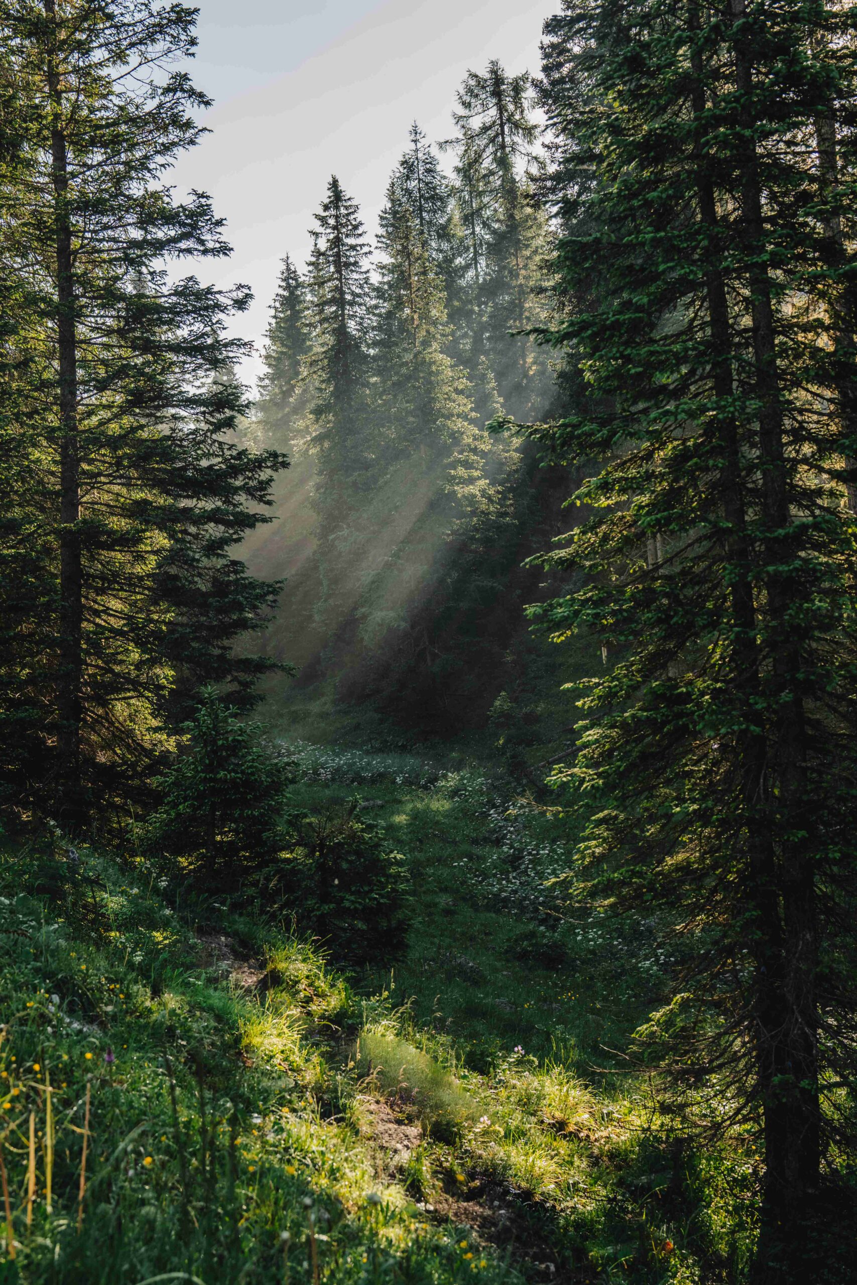 forêt sapins dolomites italie