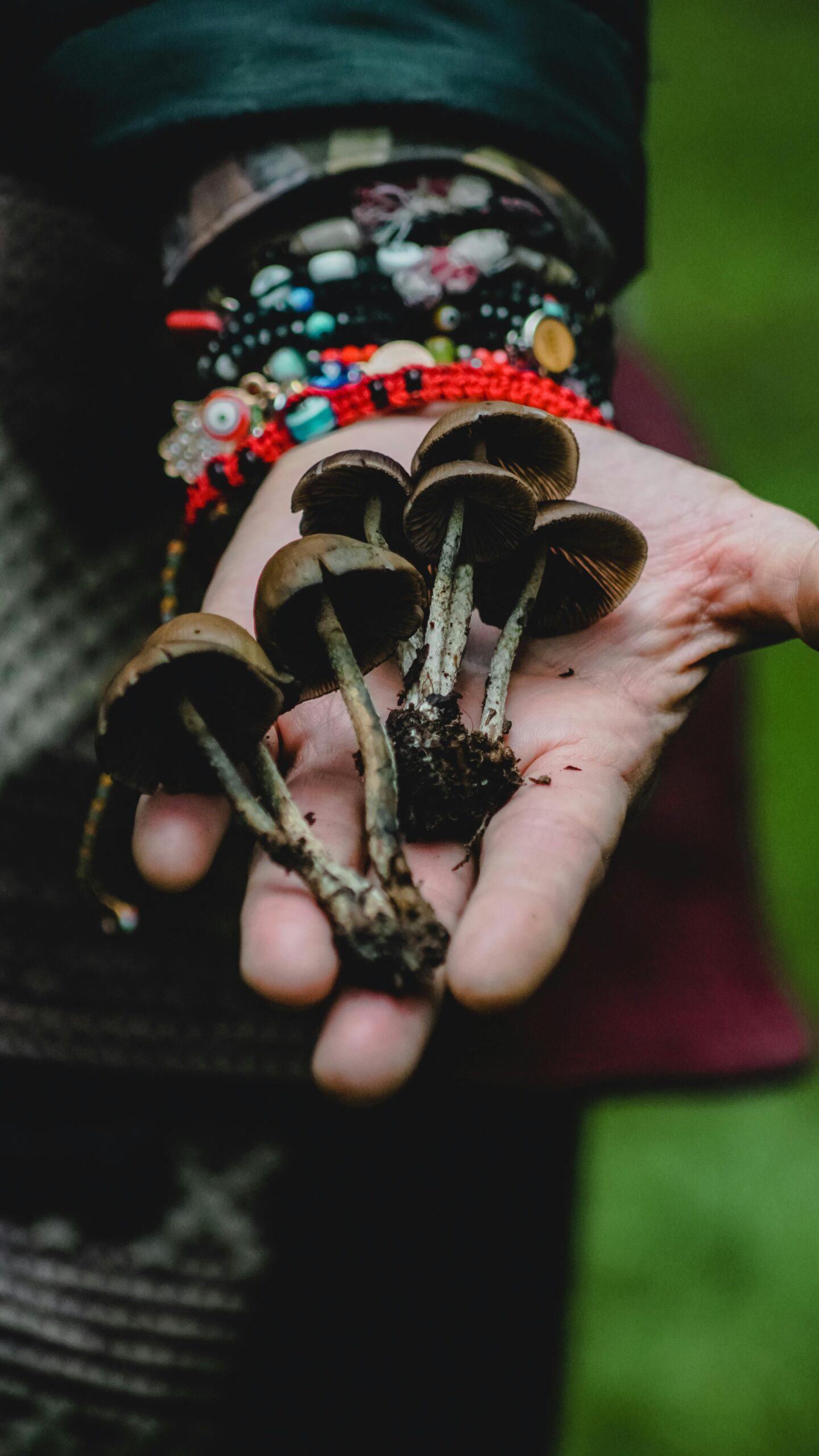 foraging champignons suède