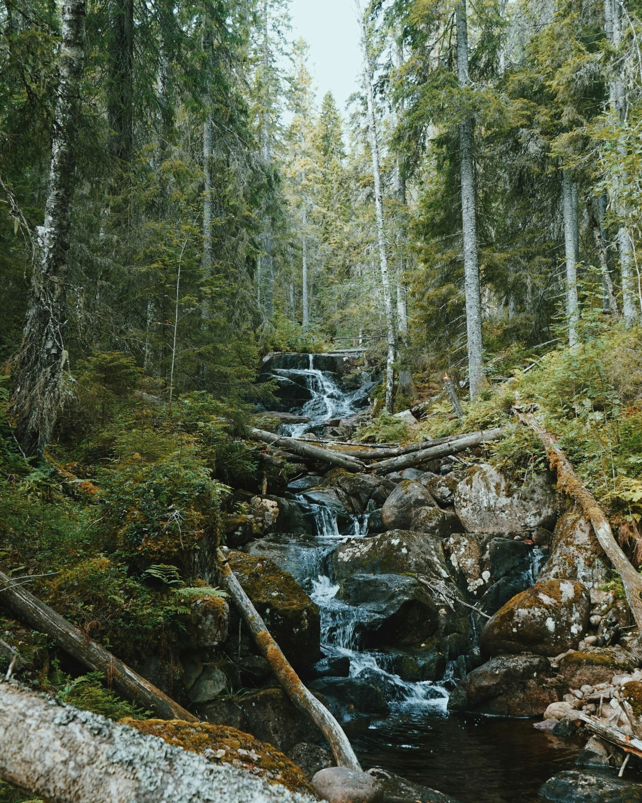 parc national Skuleskogen suède