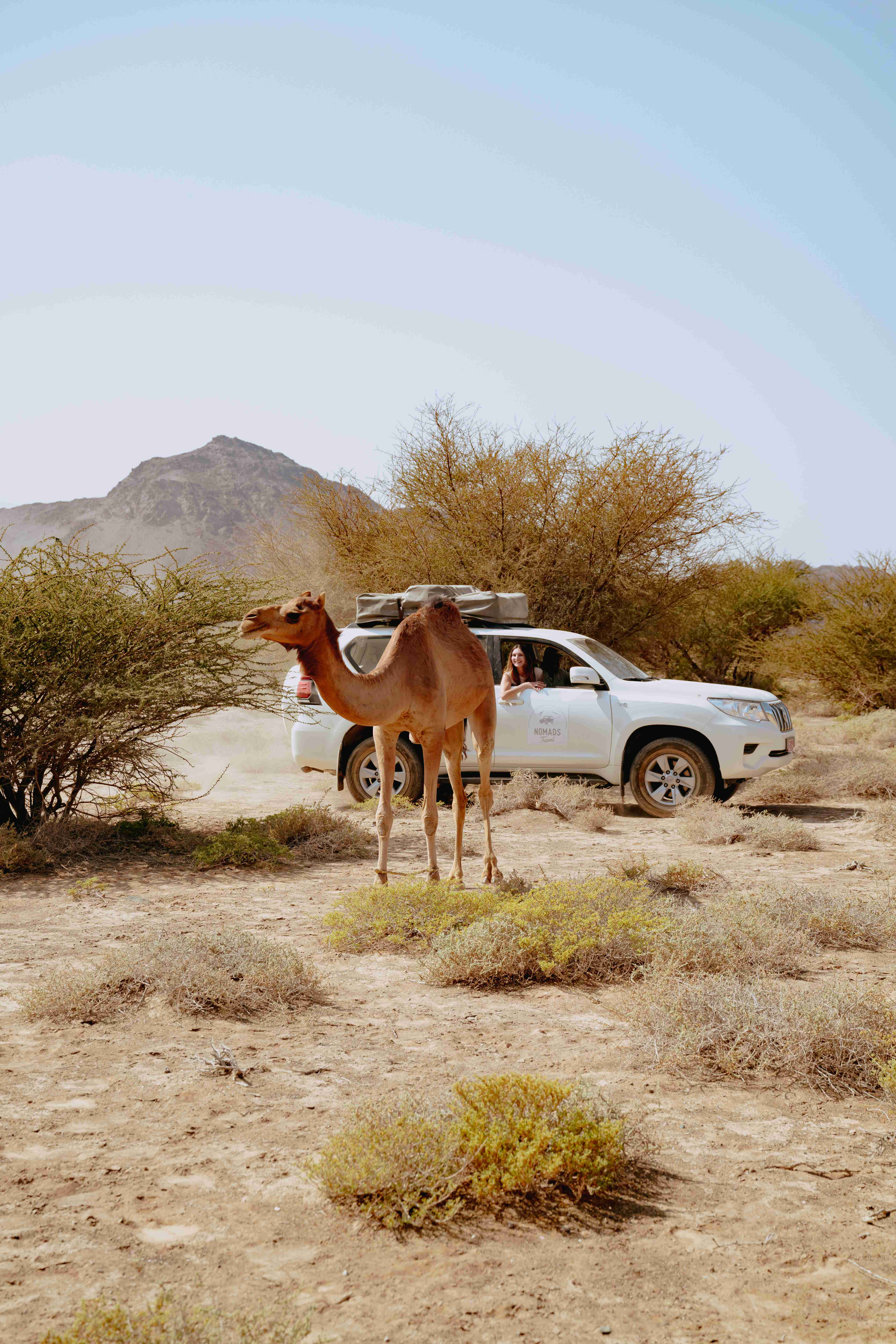 chameau road trip oman