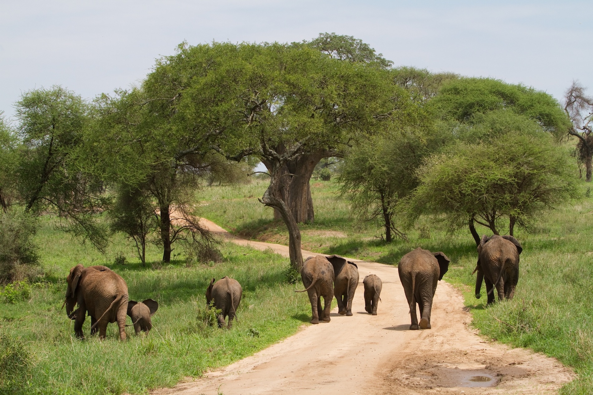 Paysage en Tanzanie avec des girafes