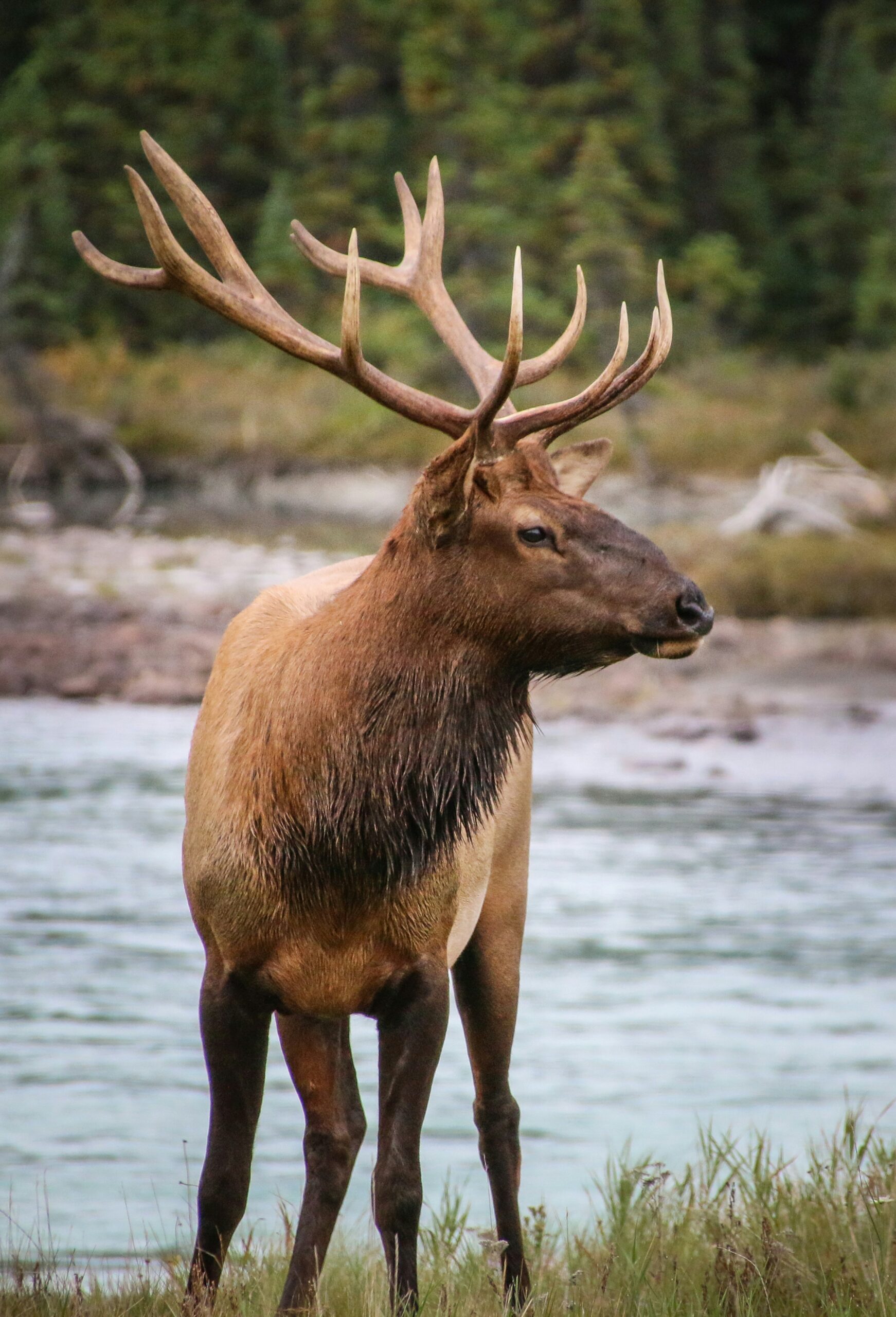 Wapiti canada