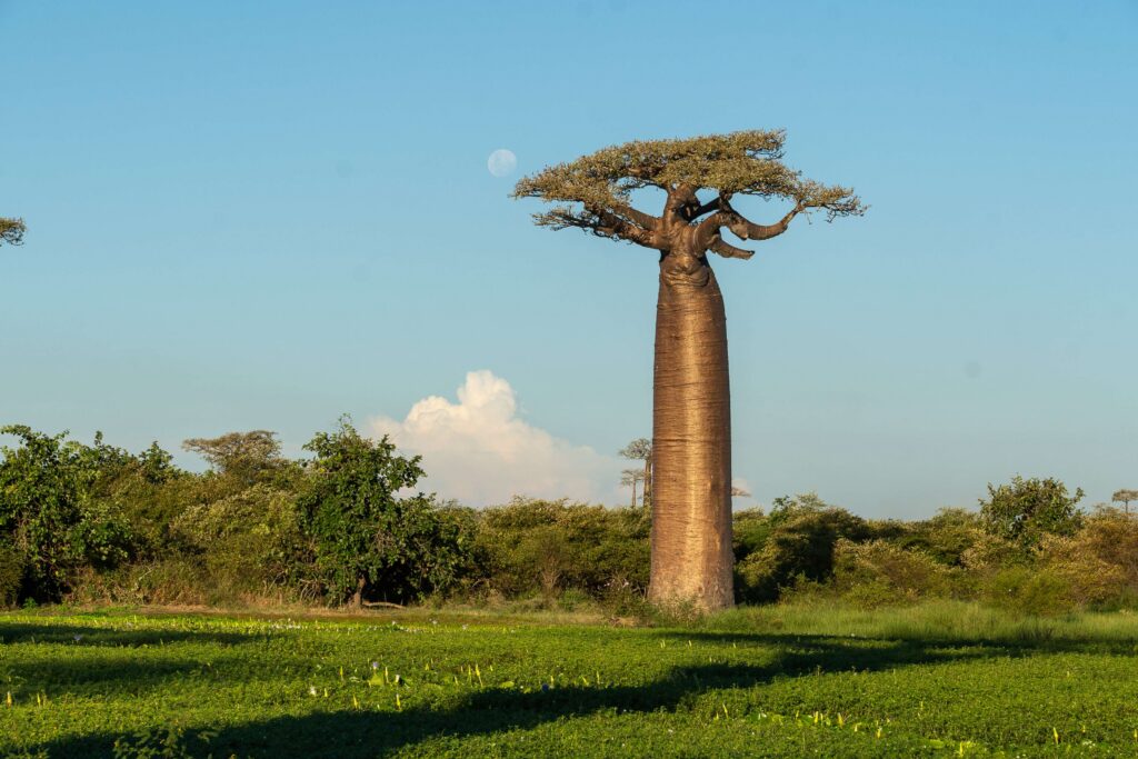 Baobab au milieu d'une prairie