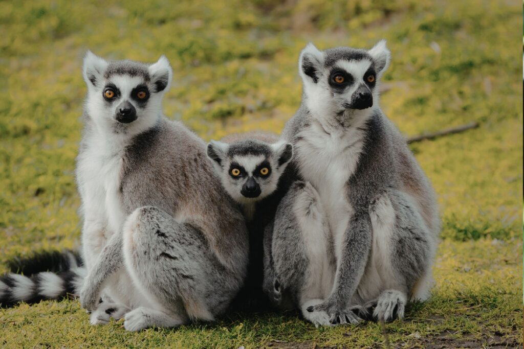 Voyage de groupe à Madagascar