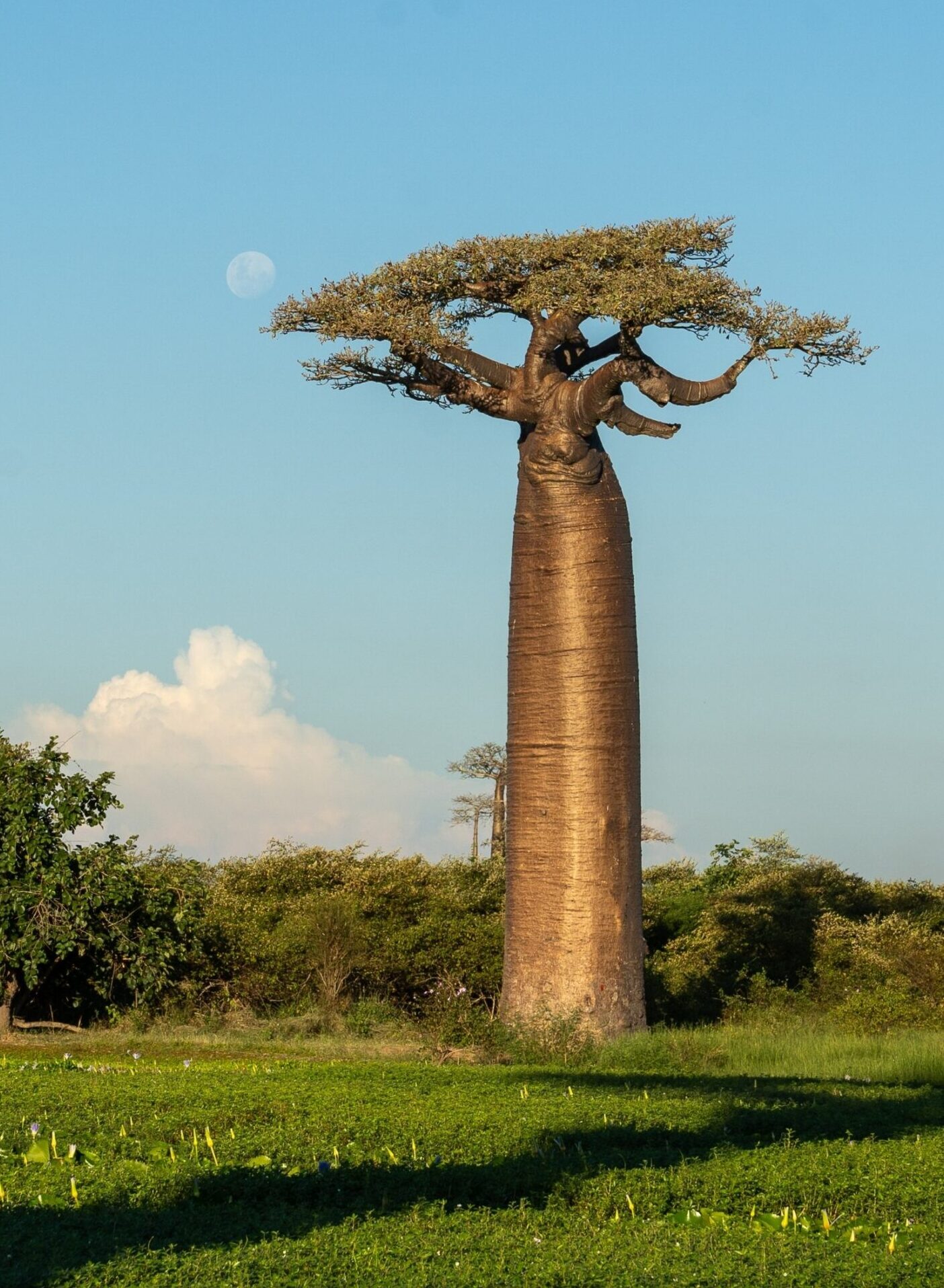 Baobab au milieu d'une prairie